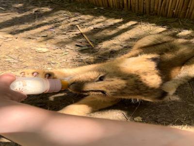 Land of Lions - Animal Planet