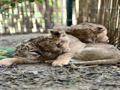 Land of Lions - Animal Planet