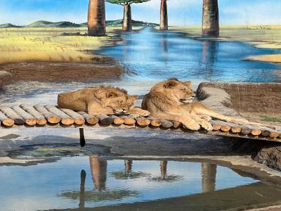 Land of Lions - Animal Planet