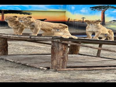 Land of Lions - Animal Planet