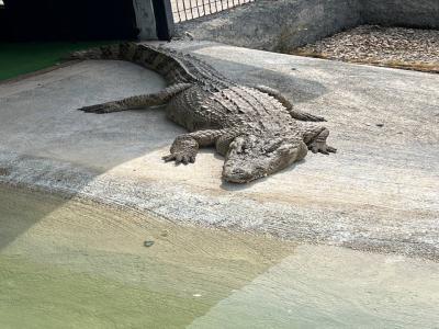 Land of Lions - Animal Planet