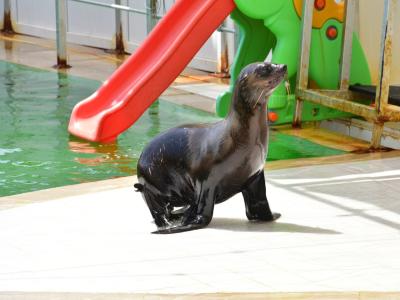 Land of Lions - Animal Planet