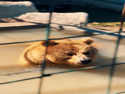 Land of Lions - Animal Planet