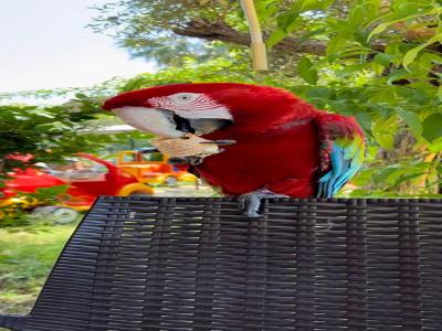 Land of Lions - Animal Planet