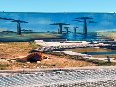 Land of Lions - Animal Planet