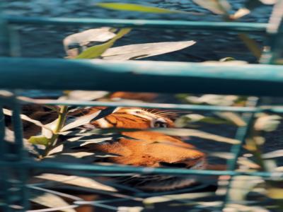 Land of Lions - Animal Planet