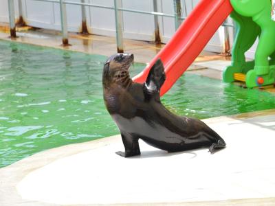 Land of Lions - Animal Planet