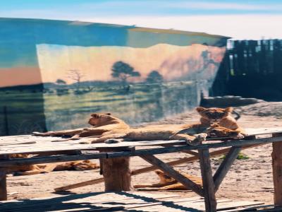 Land of Lions - Animal Planet