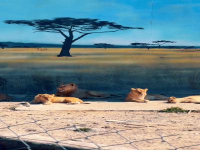 Land of Lions - Animal Planet