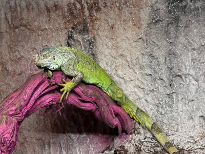 Land of Lions - Animal Planet