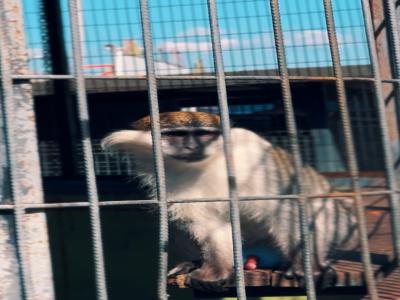 Land of Lions - Animal Planet