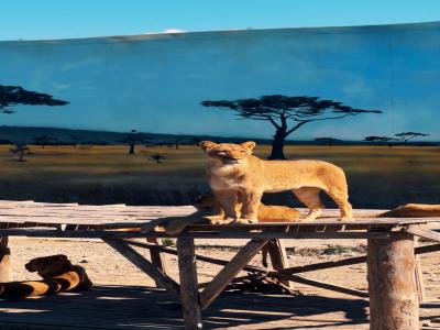 Land of Lions - Animal Planet