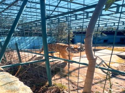 Land of Lions - Animal Planet