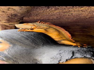 Land of Lions - Animal Planet