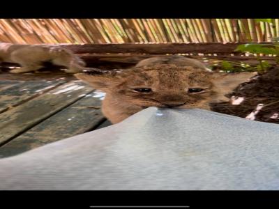 Land of Lions - Animal Planet