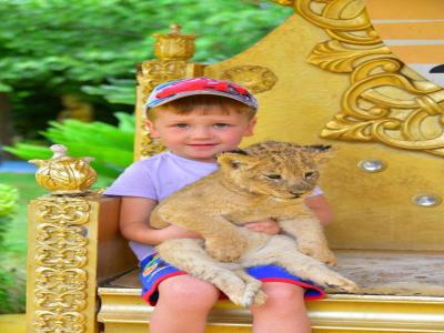 Land of Lions - Animal Planet