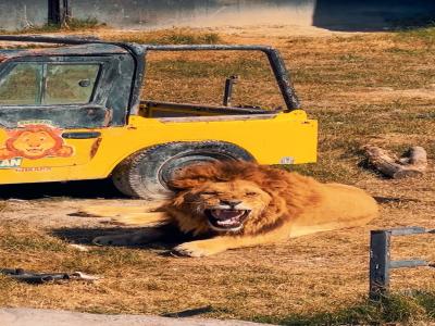 Land of Lions - Animal Planet