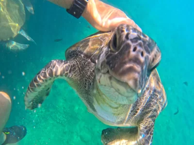 Snorkel Tour With Sea Turtle