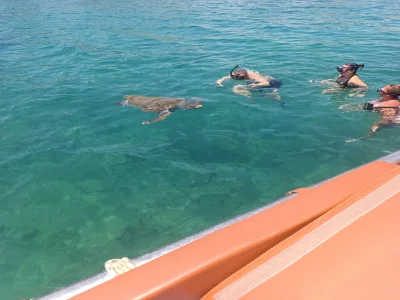 Snorkel Tour With Sea Turtle