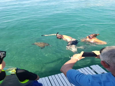 Snorkel Tour With Sea Turtle